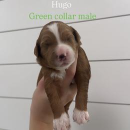 Hugo - Red  male Goldendoodle puppy in Rio Linda, California from GoldendoodlePaw