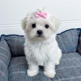 Julia - White female Maltese puppy in Tampa, Florida from Petite Pawz