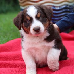 "Andy" - Red tri-color Australian Shepherd puppy in Noxon, Montana from MITIN Aussies AKC Standard Australian Shepherds