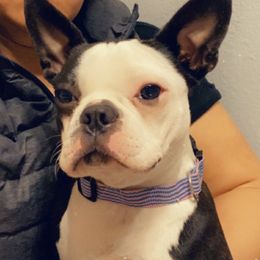 Luna - Boston Terrier