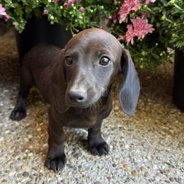 Wednesday - Black female Dachshund puppy in Boston, Kentucky from River Bottom Mini Doxies