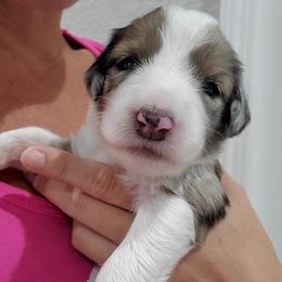 Aussiedoodle Puppies from Southwest Florida Doodles