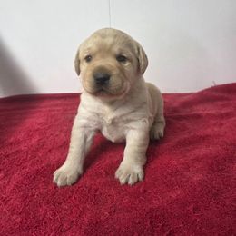 Yellow Girl 3 - Yellow female Labrador Retriever puppy in Williamsburg, Pennsylvania from River View Labradors