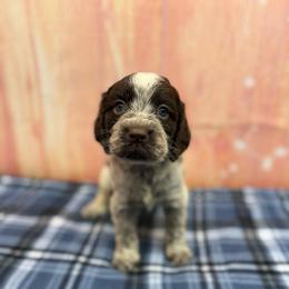 Axel - Liver white and roan male English Springer Spaniel puppy in Rogers, Ohio from StoneyBrook Setters
