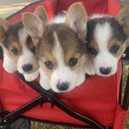 Pembroke Welsh Corgis from Country Tyme Corgis