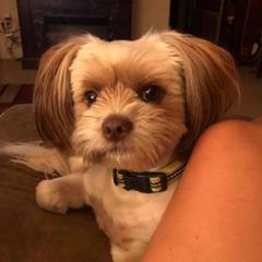 Shih Tzus and Shorkies from Treasa's Pups