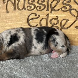 Rigel - Blue merle male Australian Shepherd puppy in Litchfield, New Hampshire from Aussies Edge Farm