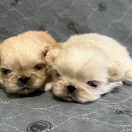 White boy - White male Pekingese puppy in Clinton, Tennessee from Gracelands Pekingese