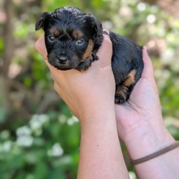 Frappe - Black and tan female Yorkipoo puppy in Coshocton, Ohio from Forever Family Puppies