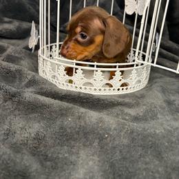 Frodo - Chocolate and tan male Dachshund puppy in Richwood, West Virginia from Wild and Wonderful Wieners