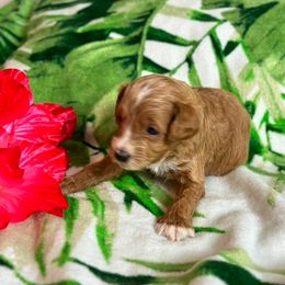 Little Tyke - Brown male Cavapoo puppy in Atlantic County, New Jersey from Sweet Doodles and Poos