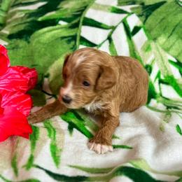 Little Tyke - Brown male Cavapoo puppy in Atlantic County, New Jersey from Sweet Doodles and Poos