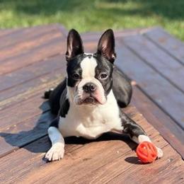 Boston Terriers from CARDINAL BLEU