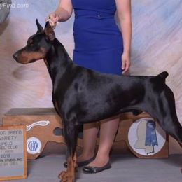 Doberman Pinschers from DIAMOND RIDGE DOBERMANS