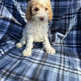 Casanova - Blenheim male Cavapoo puppy in Austin, Texas from Doodles of Central Texas