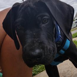 Great Dane Puppies from Morgan's North Alabama Danes
