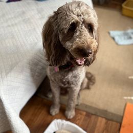 Labradoodles from Chalker Doodles