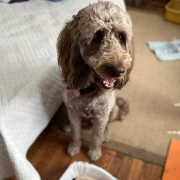 Labradoodles from Chalker Doodles