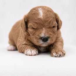 Half Pint - Red female Cavapoo puppy in Hudson, Michigan from Haas Pawz