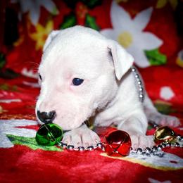 Timon - Dogo Argentino puppy from Debonair Dogos