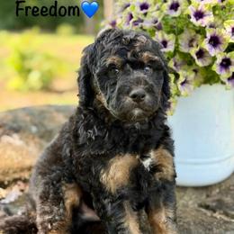 Freedom - Black phantom male Aussiedoodle puppy in Lancaster, Minnesota from Finney Ranch