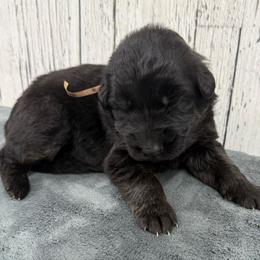 Peach female - Black and red female German Shepherd puppy in Herrick, South Dakota from Dakota Shepherds Kennels