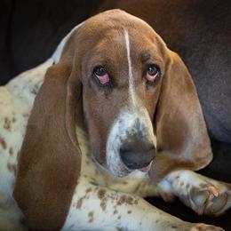 Bella - Basset Hound