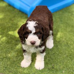 Birdie - Tri-color female Bernedoodle puppy in Royse City, Texas from Platinum Bernedoodles of Texas