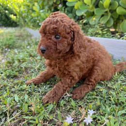 Jack - Red  male Poodle puppy in Cape Coral, Florida from Katherine’s Yorkies and Poodles