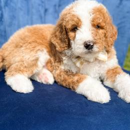Robin - Boy 4 - Red male Bernedoodle puppy in Bellville, Ohio from Bernedoodle Buddies