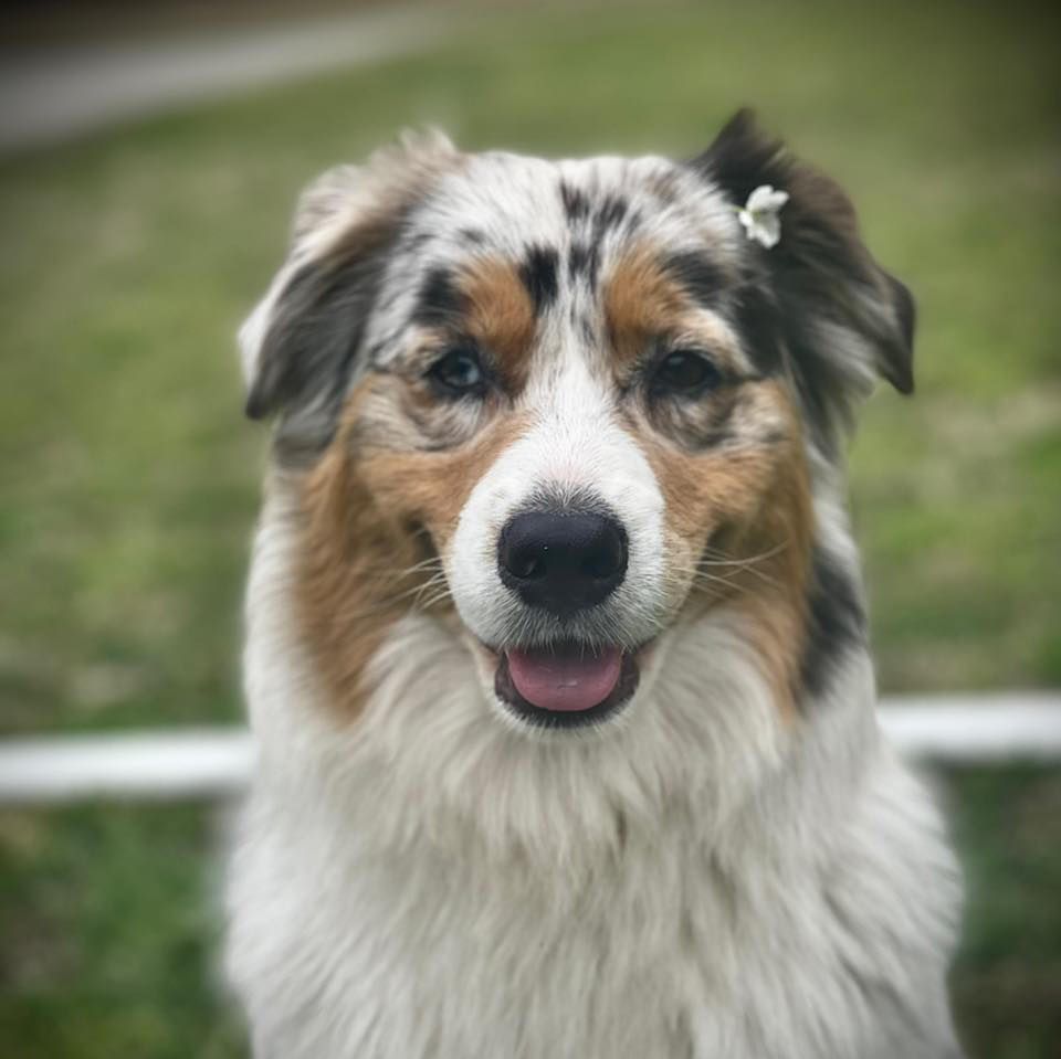 Dogwood Creek Australian Shepherds In North Carolina 