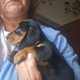 Jake - Black and tan male Dachshund puppy in Paducah, Kentucky from Donette's Doxies