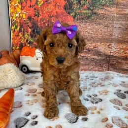 Posie - Red  female Poodle puppy in Lebanon, Missouri from Perkins Pups