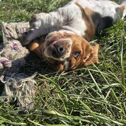 Basset Hound Puppies from Montana Bassets
