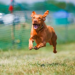 Vizslas from Encore Vizsla
