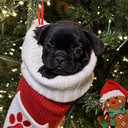 Mia - Black female French Bulldog puppy in Green Bay, Wisconsin from Bleu Steele French Bulldogs