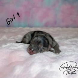 Girl 1 - Blue merle female Pomeranian puppy in Fort Jones, California from High Rocking Pom Poms