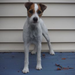 Kizzy - Jack Russell Terrier