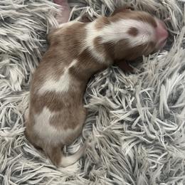 Scrappy Doo - Blenheim male Cavalier King Charles Spaniel puppy in Eastvale, California from Furever After Cavaliers