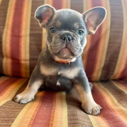 Orange collar - Blue male French Bulldog puppy in Cordes Lakes, Arizona from Puppy Love AZ LLC