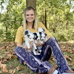 Miniature Australian Shepherd and Toy Australian Shepherd Puppies from Diamond M Toy & Mini Aussies