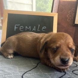 Clove - Red female Dachshund puppy in Sharon Springs, New York from Show Us The Way Homestead