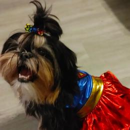Keasha - Shih Tzu