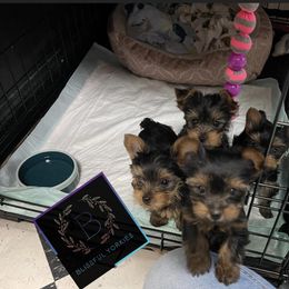 Yorkshire Terrier Puppies from Blissful_Yorkies