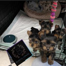 Yorkshire Terrier Puppies from Blissful_Yorkies