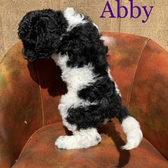 Double Doodle, Goldendoodle, and Pyredoodle Puppies from Little Muddy Doodles