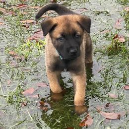 Belgian Malinois Puppies from Cascade Kennels