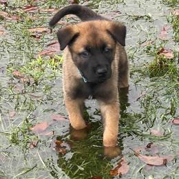 Belgian Malinois Puppies from Cascade Kennels