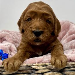 Blue Female - Apricot female Goldendoodle puppy in Great Falls, Montana from Montana Goldendoodles