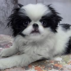 Fiona - Black and white female Japanese Chin puppy in Johnson City, Tennessee from Erin & Friends Japanese Chin